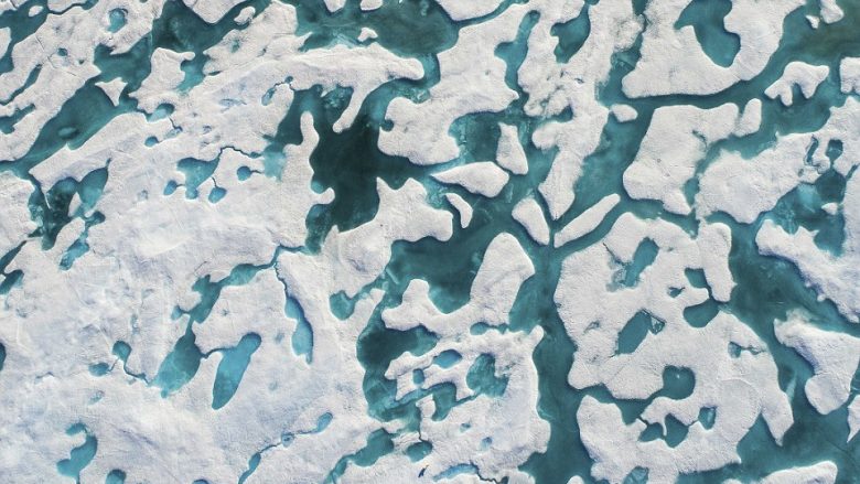 Ariu polar “ekspert” në kamuflim në shtresa të akullta (Foto/Video)