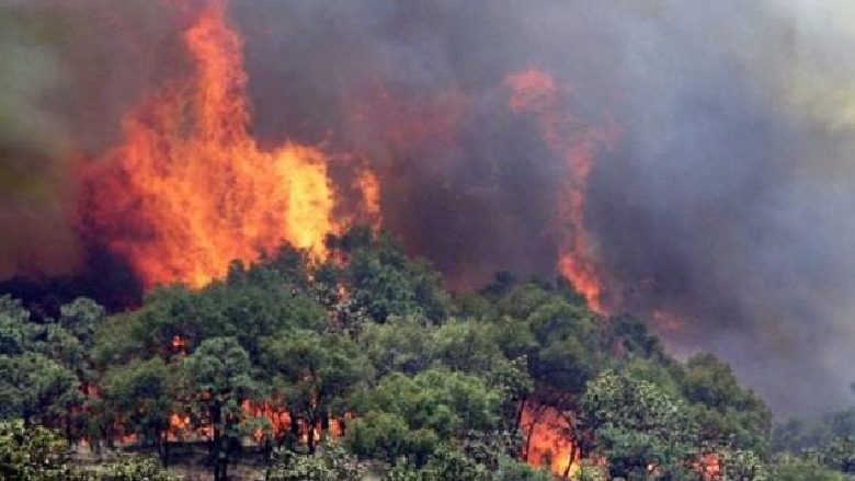 Sërish panik në Greqi, shpërthen zjarri në një zonë pyjore, evakuohen fshatrat përreth
