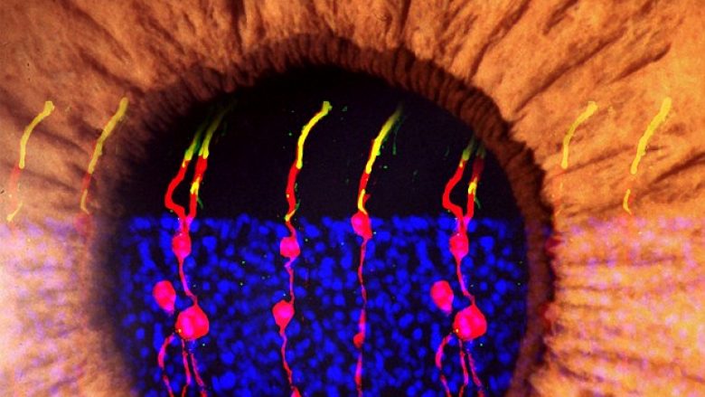 Verbëria mund të shërohet: Për herë të parë shkencëtarët ua kthejnë shikimin minjve pas aktivizimit të qelizave të retinës