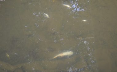 AUV dështon të gjejë shkakun e ngordhjes së peshqve në lumin Mirusha