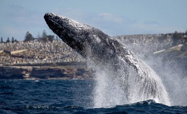 Balenat gjigante që peshojnë më se 20 tonelata, dolën mbi sipërfaqe pak metra larg barkës me turistë (Video)