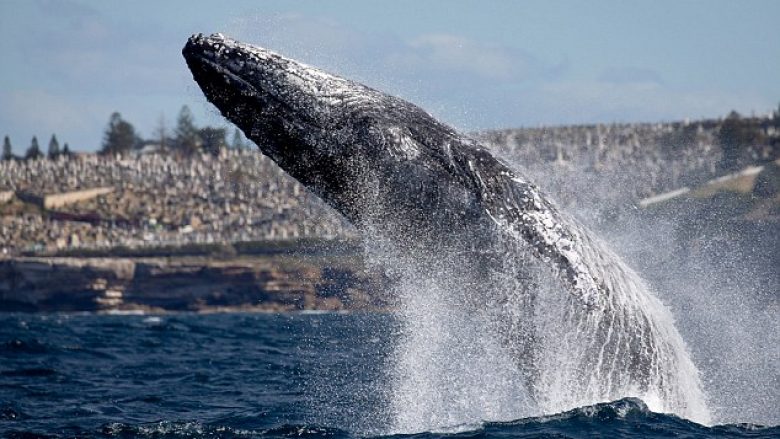Balenat gjigante që peshojnë më se 20 tonelata, dolën mbi sipërfaqe pak metra larg barkës me turistë (Video)