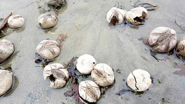 Bregdeti u mbush në mënyrë misterioze nga qindra ‘patate deti’ (Foto)