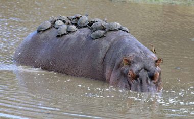 Breshkat e shfrytëzuan shpinën e hipopotamit, si një pushimore në mes të liqenit (Foto)