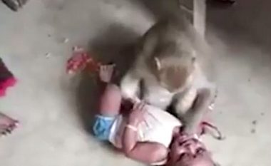Fëmija ‘kidnapohet’ prej një majmuni, nuk i lë familjarët as t’i afrohen (Video)