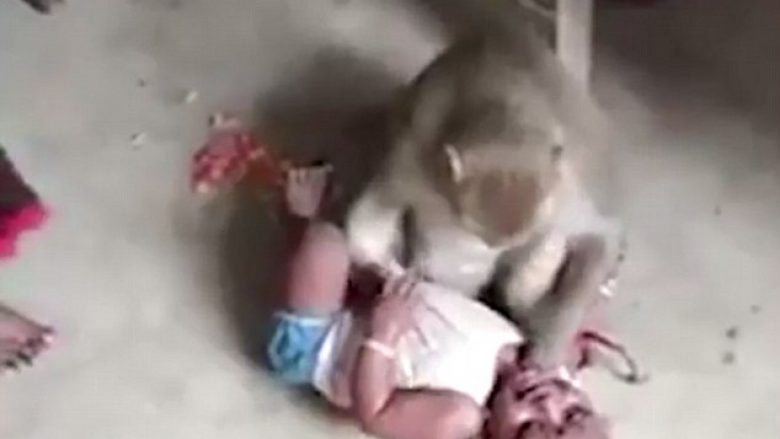 Fëmija ‘kidnapohet’ prej një majmuni, nuk i lë familjarët as t’i afrohen (Video)