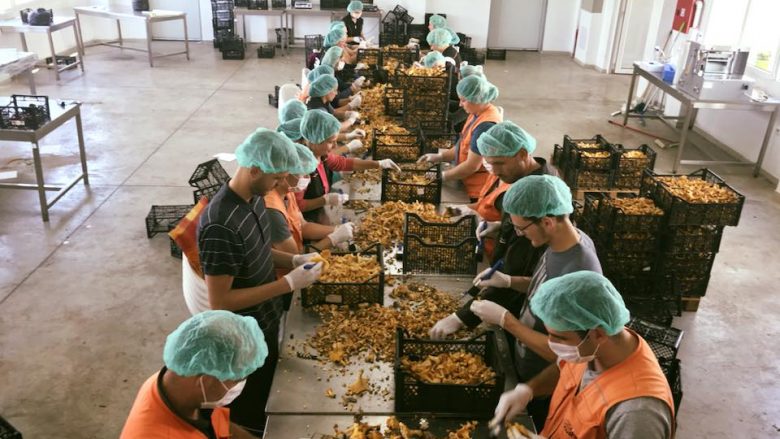 105 vende të lira pune në Fabrikën e Kërpudhave në Lipjan
