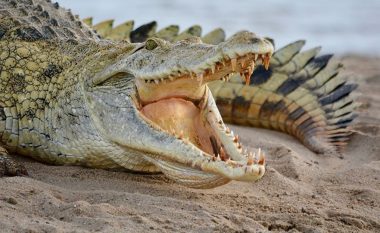 Krokodilin të cilin po e përkëdhelte ia kafshoi dorën, shpëtoi mirë pa i shkëputur ndonjë pjesë (Video, +16)