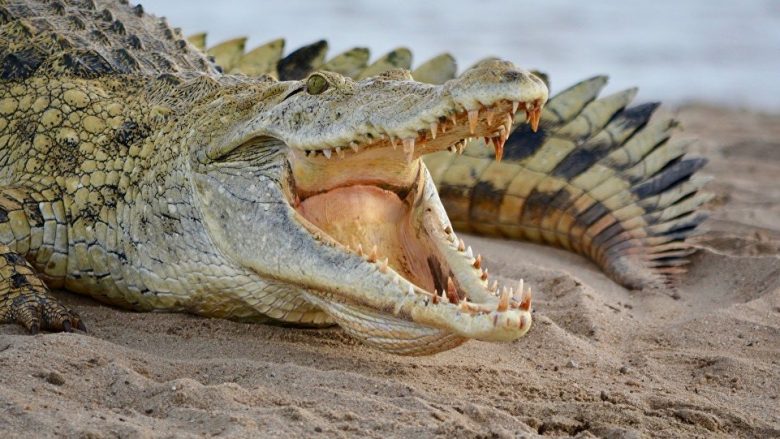 Krokodilin të cilin po e përkëdhelte ia kafshoi dorën, shpëtoi mirë pa i shkëputur ndonjë pjesë (Video, +16)