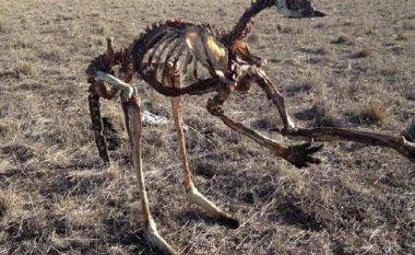 Mbetjet e kangurit që ngordhi në këmbë, tregojnë thatësinë marramendëse që ka goditur Australinë (Foto)