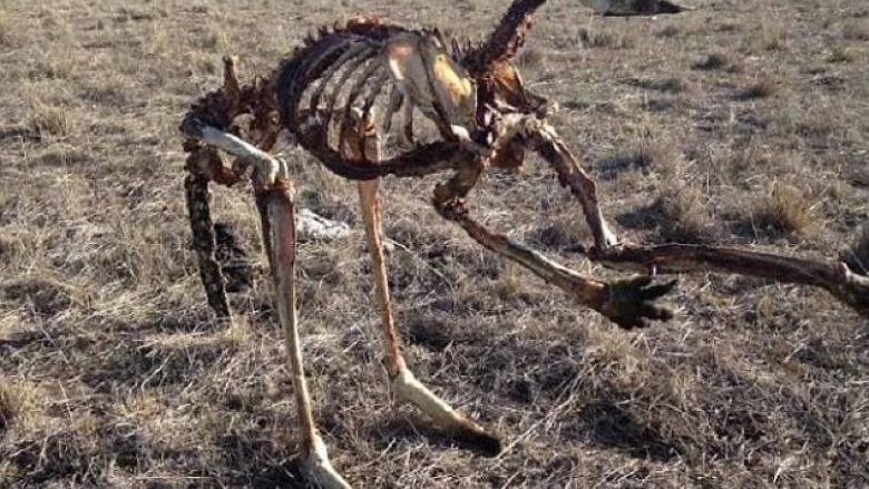 Mbetjet e kangurit që ngordhi në këmbë, tregojnë thatësinë marramendëse që ka goditur Australinë (Foto)