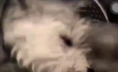 Mbylli qenin në makinën për larjen e rrobave, për të shtuar numrin e ndjekësve në Instagram (Video)