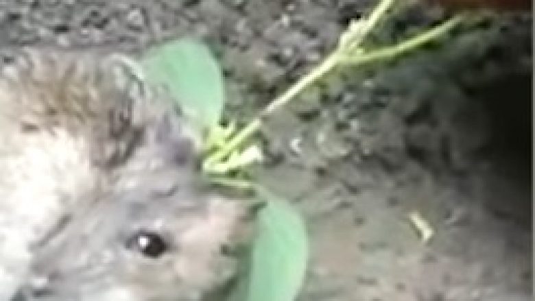 Miut i mbiu në shpinë një bimë (Video)