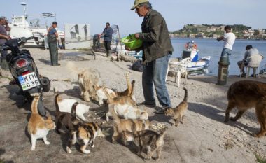 Pagë të majme dhe banim falas për atë që dëshiron të kujdeset për 55 macet e një ishulli grek (Foto)