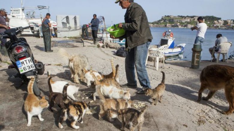 Pagë të majme dhe banim falas për atë që dëshiron të kujdeset për 55 macet e një ishulli grek (Foto)