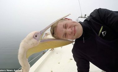 Përpiqej të bënte selfien më të mirë, koka i ‘përfundon’ në sqepin e pelikanit (Video)