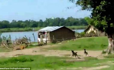 Tigri iu afrua vendbanimit duke notuar nëpër lumë, qentë iu vunë pas për ta ndaluar t’i sulmonte fëmijët (Video)