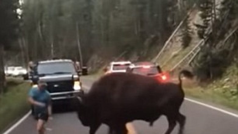 ‘Toreadori’ që doli para bizonit gjigant, gati e pësoi shumë keq (Video)