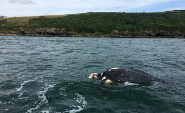 Valët nxorën në breg breshkën 100-vjeçare në ‘madhësi të barkës’ (Foto)