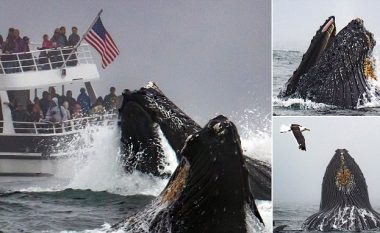Balenat 40 tonëshe dhurojnë “spektakël”, dalin nga uji para anijes me plotë turistë (Foto)