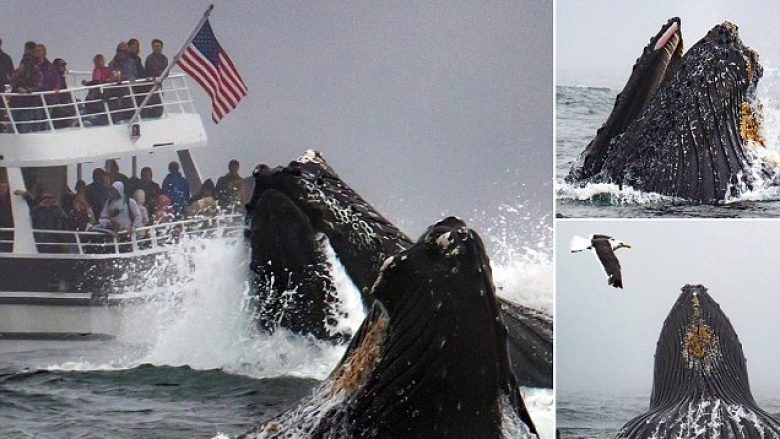 Balenat 40 tonëshe dhurojnë “spektakël”, dalin nga uji para anijes me plotë turistë (Foto)