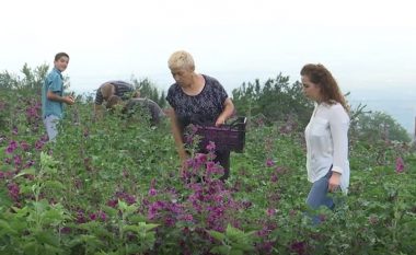 Fermerja nga Prishtina mbjell 70 ari bimë shëruese (Video)