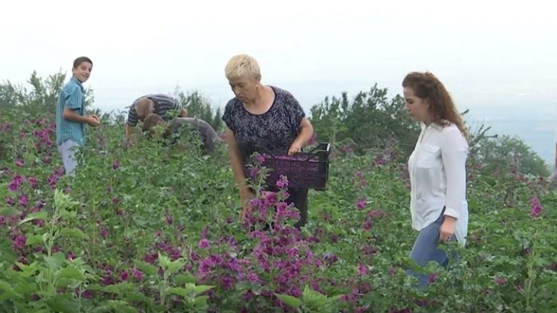 Fermerja nga Prishtina mbjell 70 ari bimë shëruese (Video)