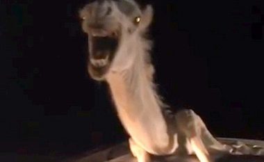 Indiani aksidentohet me deve, kafshës i ngec trupi brenda veturës kurse koka jashtë tavanit (Video)