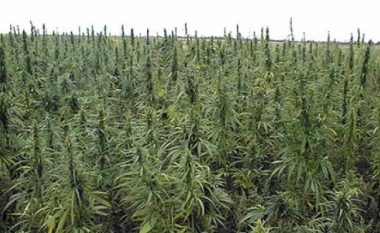 Policia asgjëson bimë narkotike në zonën e Koshares