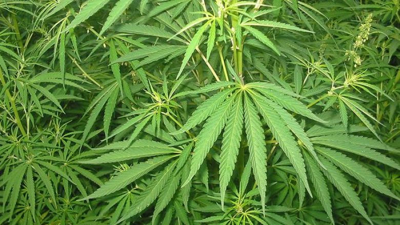 Po kultivonin bimë narkotike në oborrin e shtëpisë, arrestohen dy persona në Obiliq