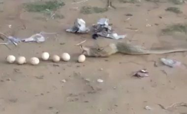 Indiani detyron kobrën t’i vjell nëntë vezët që i kishte gëlltitur (Video)