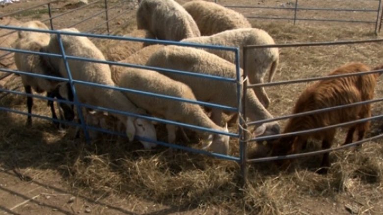 Kurbanët sërish vijnë nga Hungaria (Video)