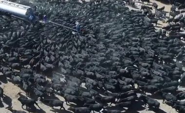 Pasojat e thatësirës në Australi, mijëra lopë vrapojnë për ta shuar etjen te cisterna me ujë (Video)