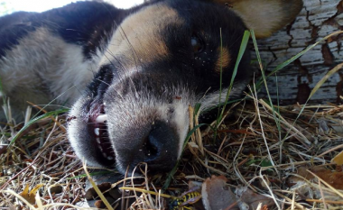 “Anima Mundi” kërkon dënime për helmuesit e qenve në Ohër