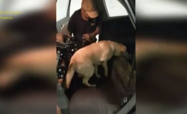 Çifti shqiptar deklaruan se po shkonin për pushime në Spanjë me 1500 euro, “Labradori” zbulon te makina e tyre 300 mijë euro (Video)