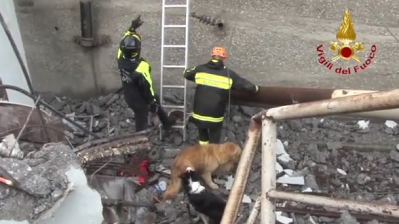 Në kërkim të njerëzve të gjallë poshtë urës së shembur janë edhe qentë – ata janë sjellur nga disa pjesë të Italisë (Video)