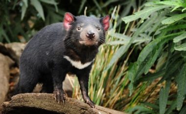 Gjenden ‘djajtë’ e Tasmanisë, ka shpresë se speciet nuk do të vdesin