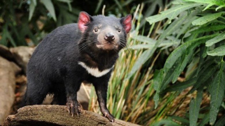 Gjenden ‘djajtë’ e Tasmanisë, ka shpresë se speciet nuk do të vdesin