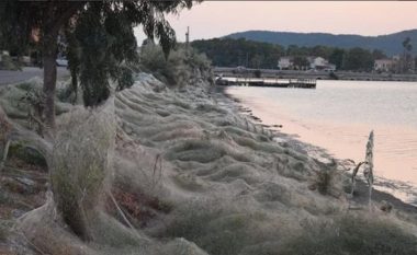 Ndodh edhe kjo, rrjeta 300 metra e gjatë e merimangave mbulon zonën e gjelbëruar të bregut perëndimor në Greqi (Foto/Video)