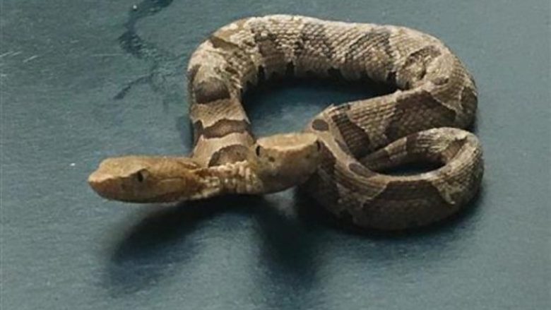 ​Në SHBA gjendet një gjarpër me dy koka (Video)