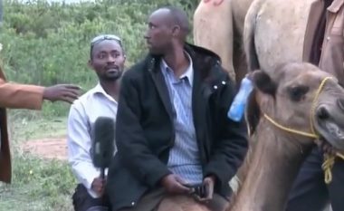 Gazetarët deshën të raportojnë live duke qëndruar mbi deve, e pësojnë keq (Video)