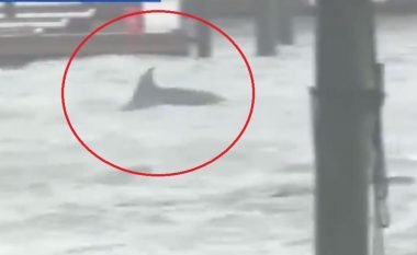 Uragani Florence, përmbysjet i “dërgojnë” delfinët në qytet (Video)