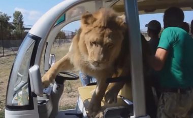 Çfarë sikleti! Luani “kacavirret” në veturën e mbushur me turistë, shihni reagimin e tyre (Video)