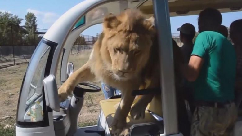 Çfarë sikleti! Luani “kacavirret” në veturën e mbushur me turistë, shihni reagimin e tyre (Video)