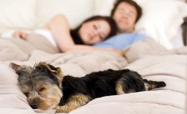 Çfarë ju thotë pozita e trupit të qenit gjatë gjumit?