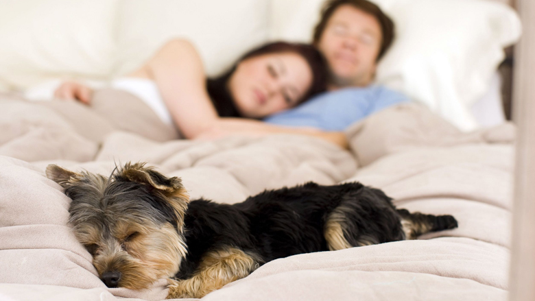Çfarë ju thotë pozita e trupit të qenit gjatë gjumit?