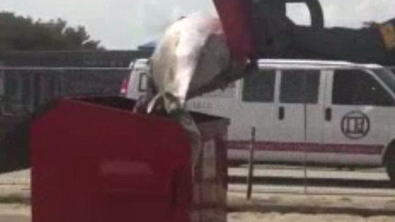 Balenën e ngordhur nuk mundën ta hedhin në kontejner, e lan tërë natën në parking (Video)
