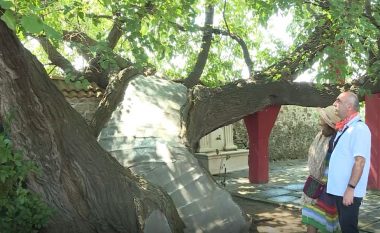 Pema 500 vjeçare në Mazgit vizitohet nga turistët, në gjithë botën ka vetëm tre të tillë (Video)