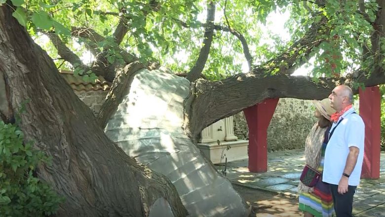 Pema 500 vjeçare në Mazgit vizitohet nga turistët, në gjithë botën ka vetëm tre të tillë (Video)