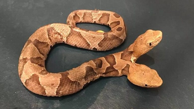 Ekspertët e befasuar me gjarpërin që ka dy koka (Video)